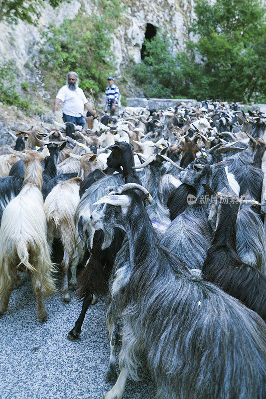 意大利transumanza的一群山羊