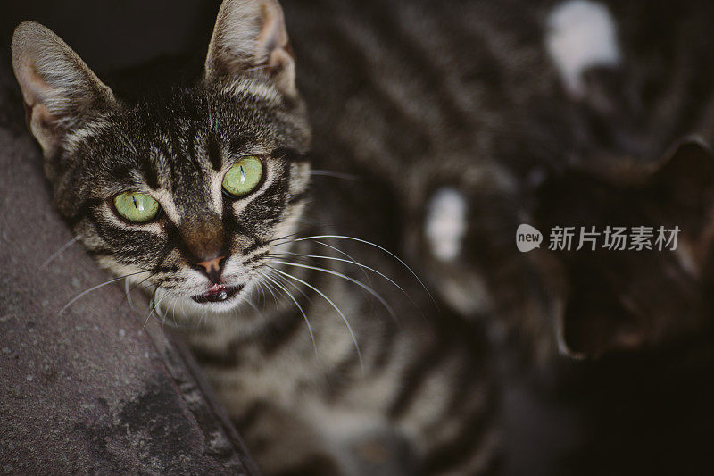 绿色眼睛的猫看着摄像机喂小猫