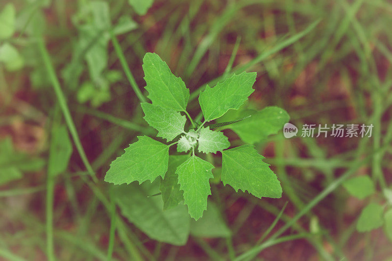 从上面的叶子植物