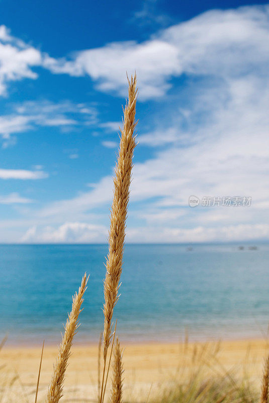 滨草海景