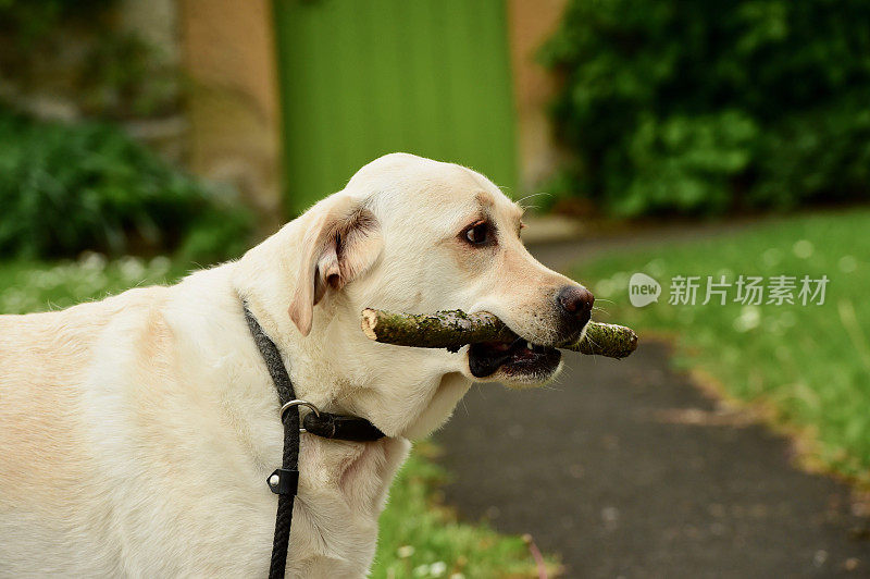 啃着一根棍子的拉布拉多寻回犬