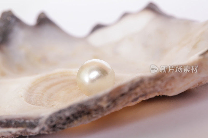 牡蛎壳中的一颗珍珠