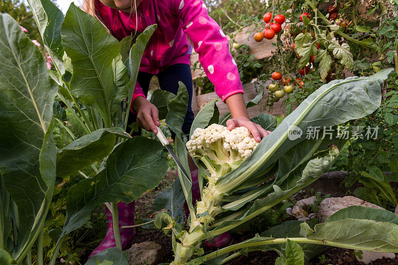 在自家花园里采摘花椰菜的女孩