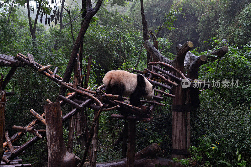 熊猫:可以说是成都的象征，甚至是四川省的象征
