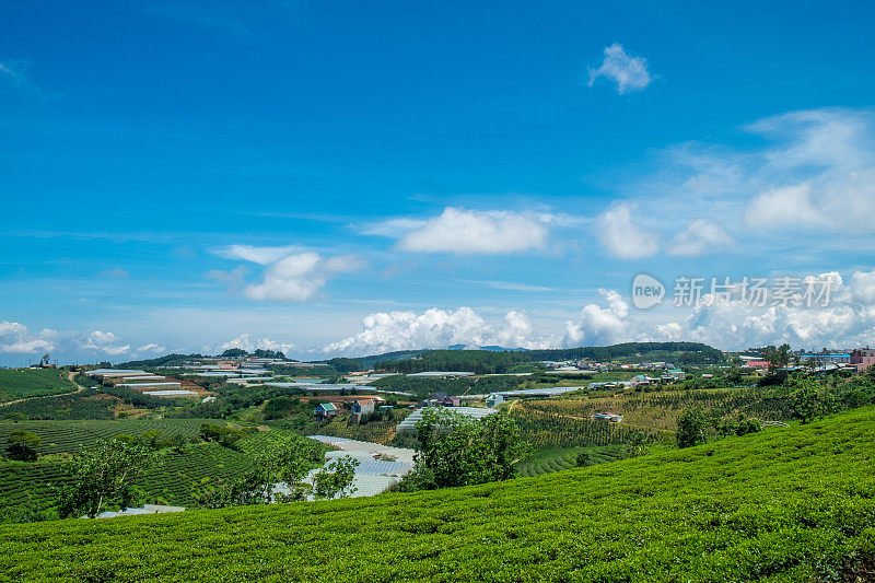 越南大叻的绿茶山。考达绿茶山距离大拉特市中心约25公里。这是游客最喜欢的地方之一