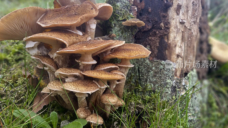 蘑菇集群