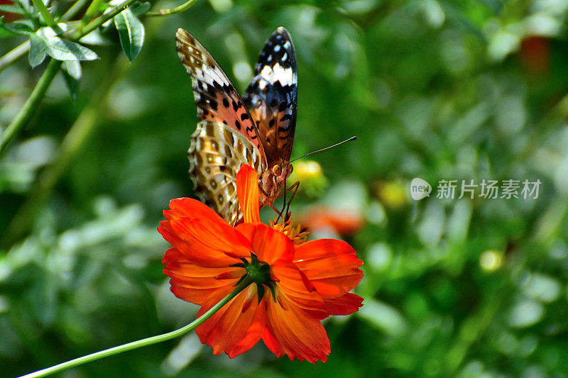 橙色宇宙花和蝴蝶