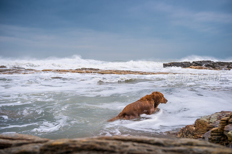 海滩上的金毛寻回犬