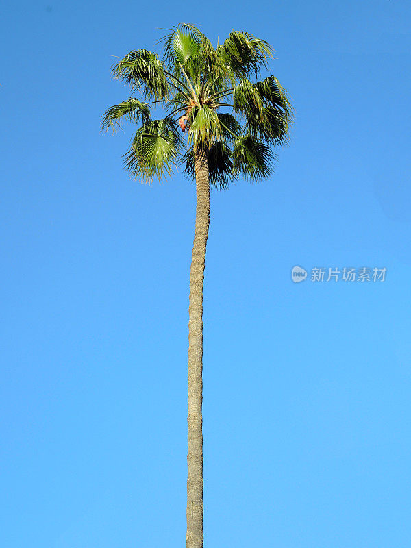 天上有椰子树