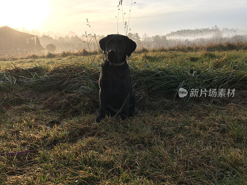 日落时分的拉布拉多寻回犬