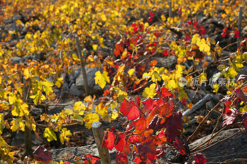 西班牙加利西亚的里贝拉萨克拉，秋天五彩缤纷的葡萄园，葡萄叶。