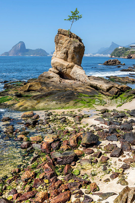 里约热内卢附近的尼泰罗伊巴西海滩，背景是甜面包和康科瓦多
