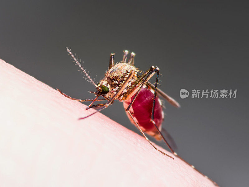 黄热病，疟疾或寨卡病毒感染蚊子昆虫宏