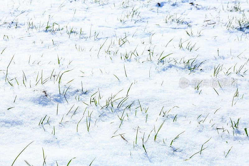 冬天，农田里有小麦苗和白雪