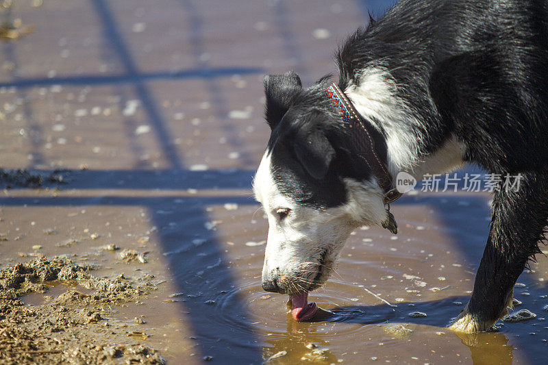 口渴的牧羊犬在美国犹他州盐湖城的牧场喝水