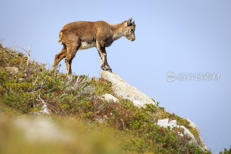 年轻的ibex