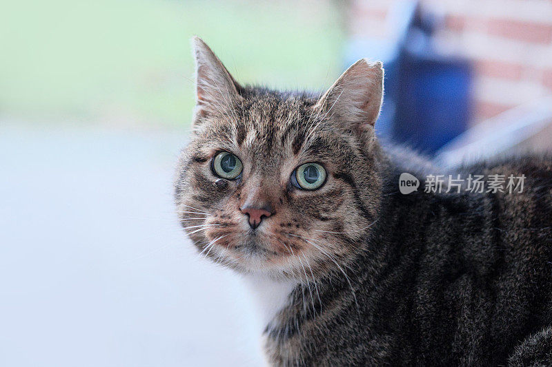 花园里的野猫