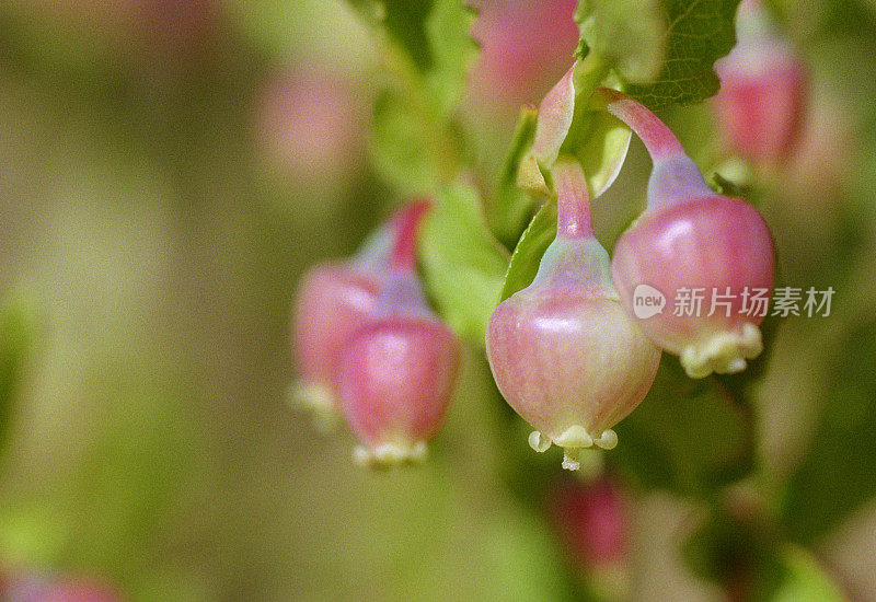 蓝莓花的微距图像。拍摄电影