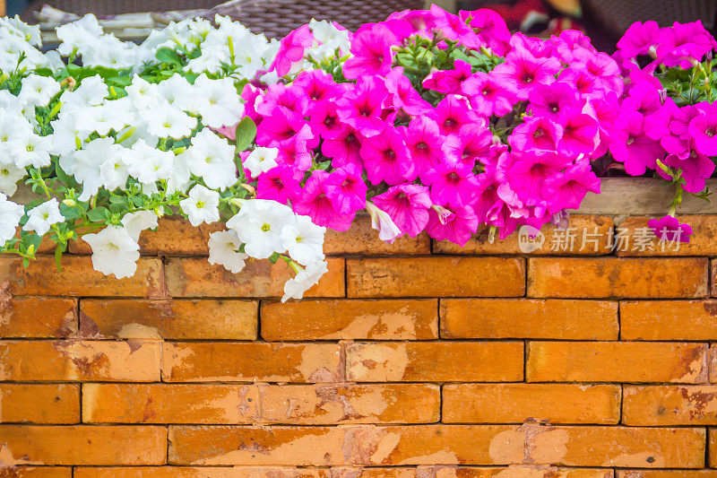 美丽的粉色和白色矮牵牛花与橙色砖墙背景和文本复制空间。矮牵牛花是我们最受欢迎的夏季床上植物之一，在整个夏天开花。