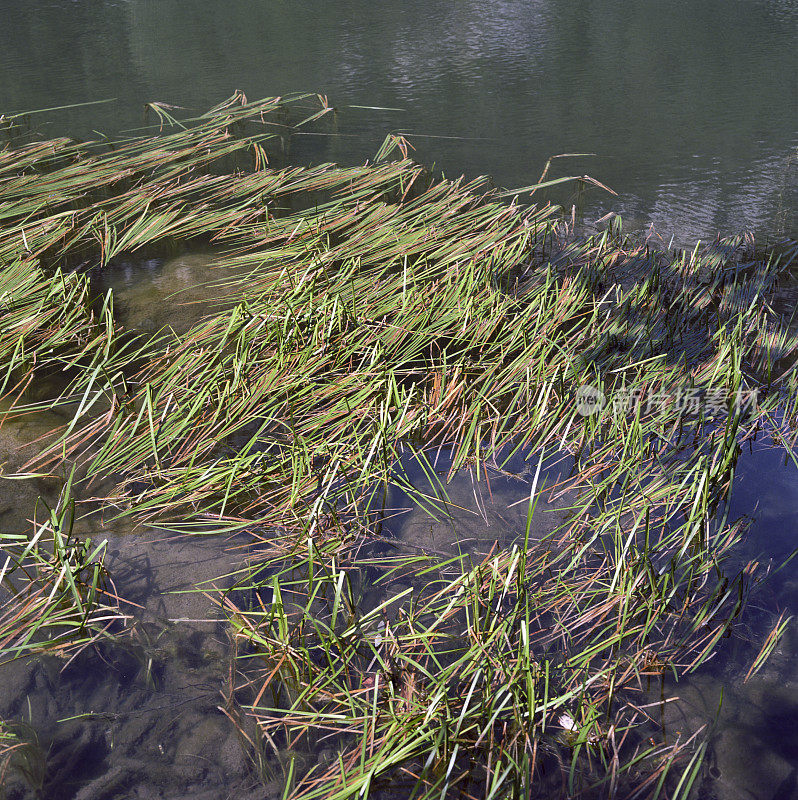 漂浮在湖面上的水生植物