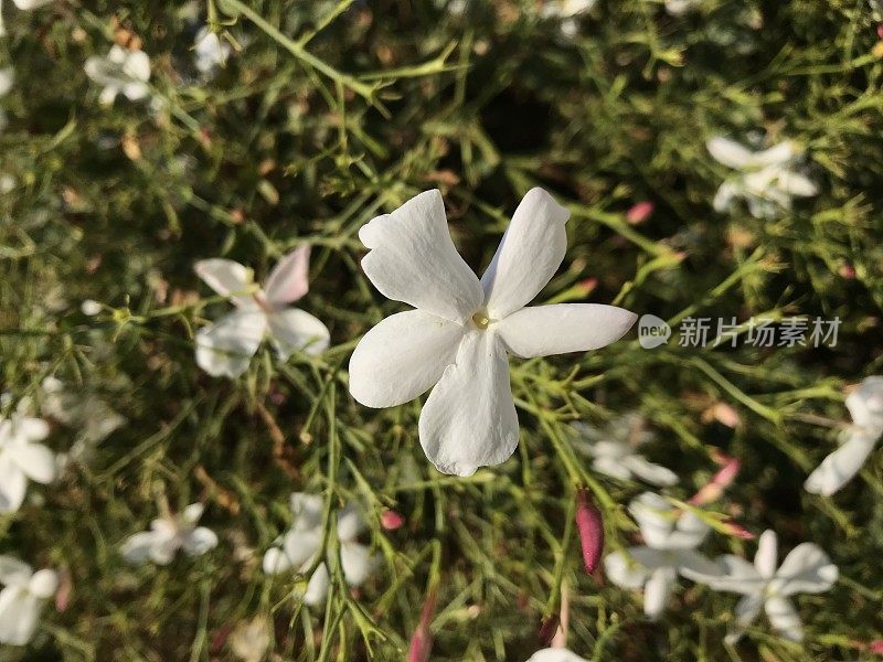 白色的茉莉花在盛开