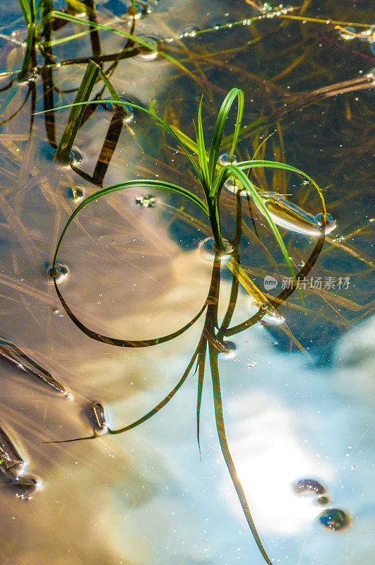 芦苇草与水中倒影-极简抽象