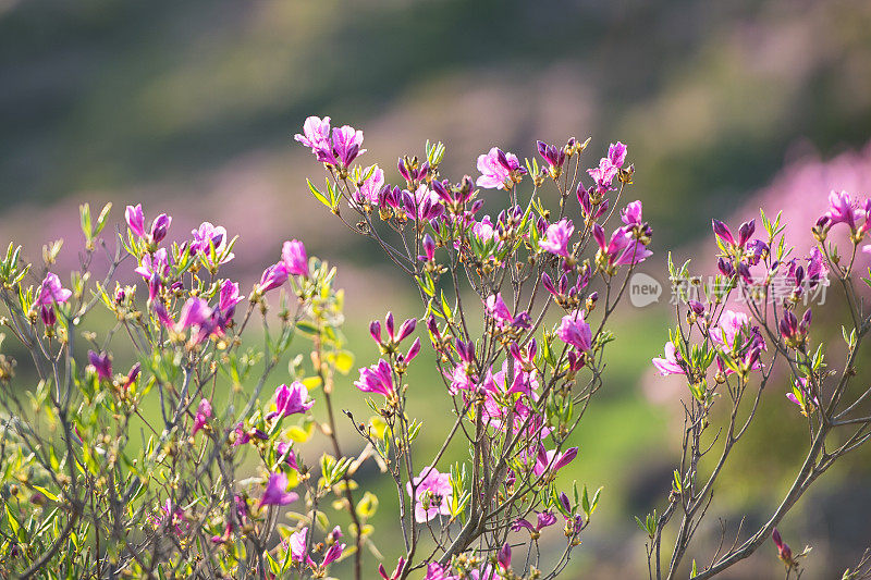 皇家杜鹃花