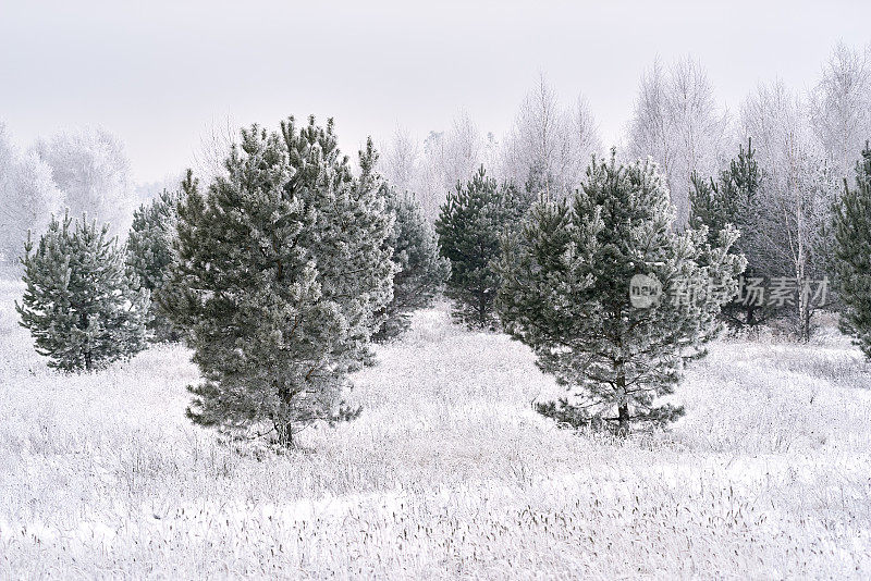 冬天结霜的松树