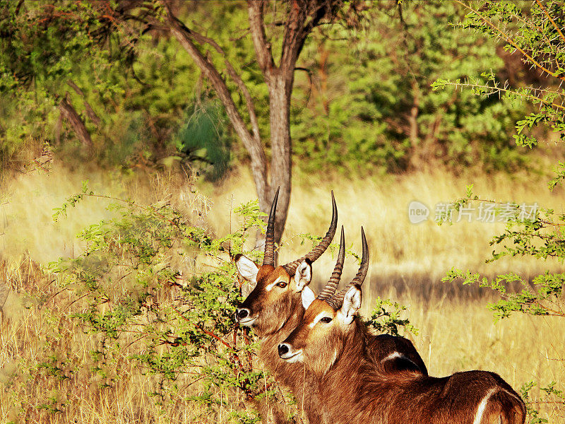 津巴布韦马托波斯国家公园的两只雄性水羚