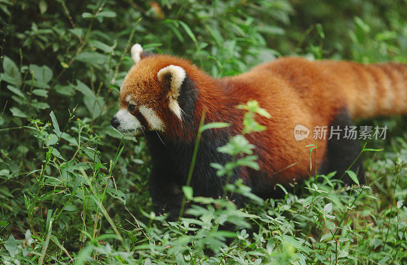 小熊猫走在绿色的草地上