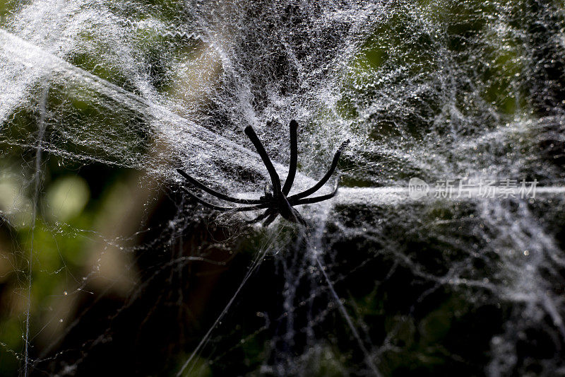 蜘蛛网里的蜘蛛