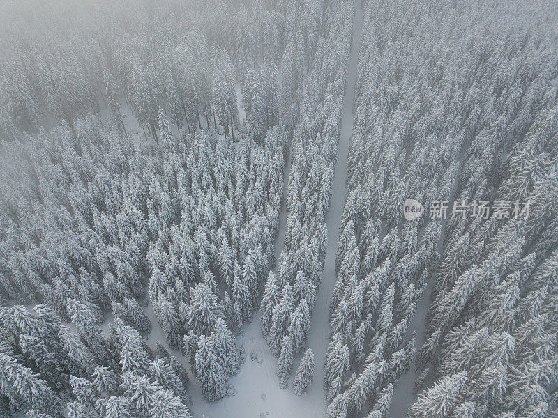 白雪覆盖的云杉森林