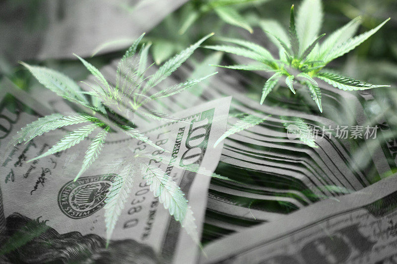 大麻的经济作物与金钱在黑与白