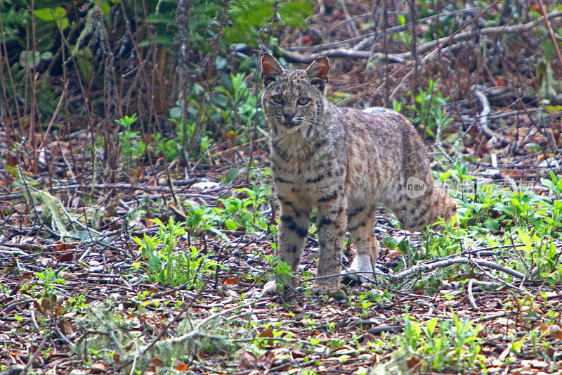 山猫