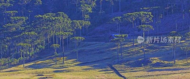 草地和南洋松林在日出，景观附近格兰马多-巴西