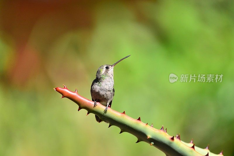 蜂鸟栖息