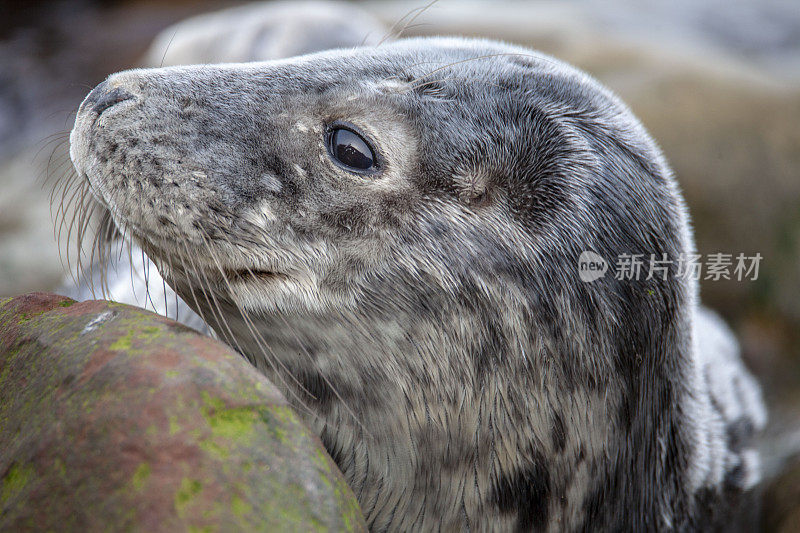 不列颠群岛海岸上的小灰海豹