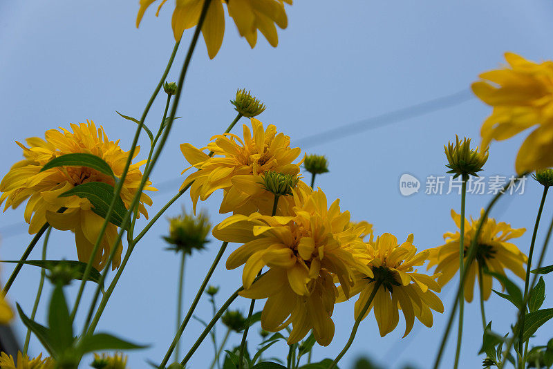 黄色的花映衬着蓝色的天空