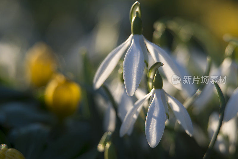 雪花莲和冬天的附子花在春天，特写