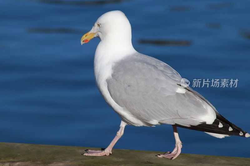 港堤上有海鸥