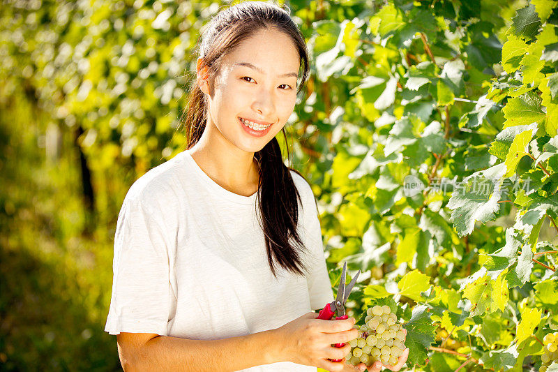 年轻微笑的中国女人收获葡萄