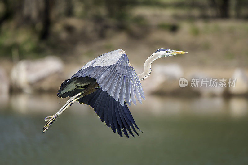 大蓝鹭在飞翔