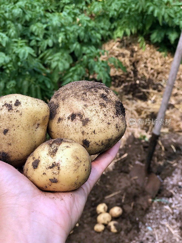 自家种植的新鲜土豆