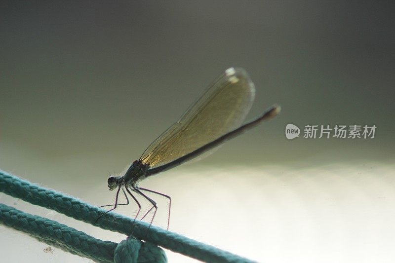 龙飞行昆虫