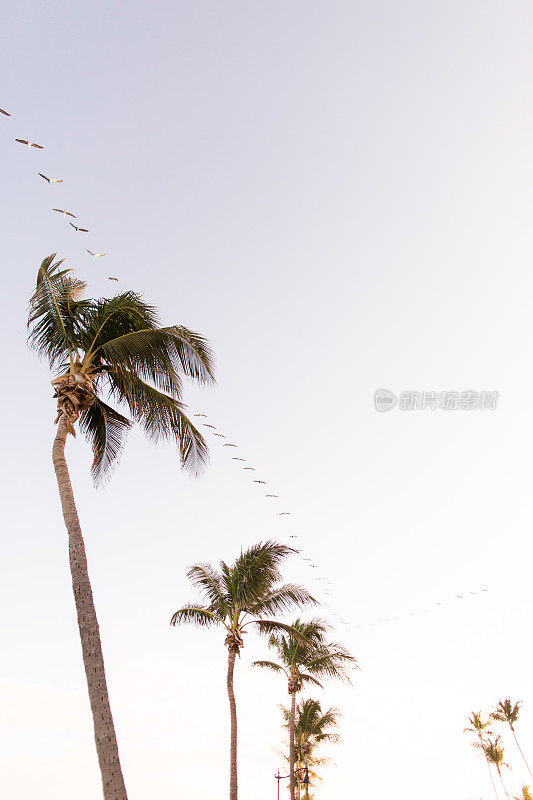 在棕榈滩岛上空以v字队形飞行的鸟儿