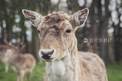 近距离的一个黇鹿站在前面的牛群吃草在一个树林地区