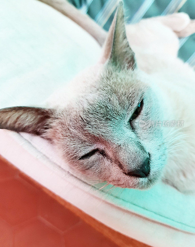 熟睡中的蓝色缅甸猫的大头照