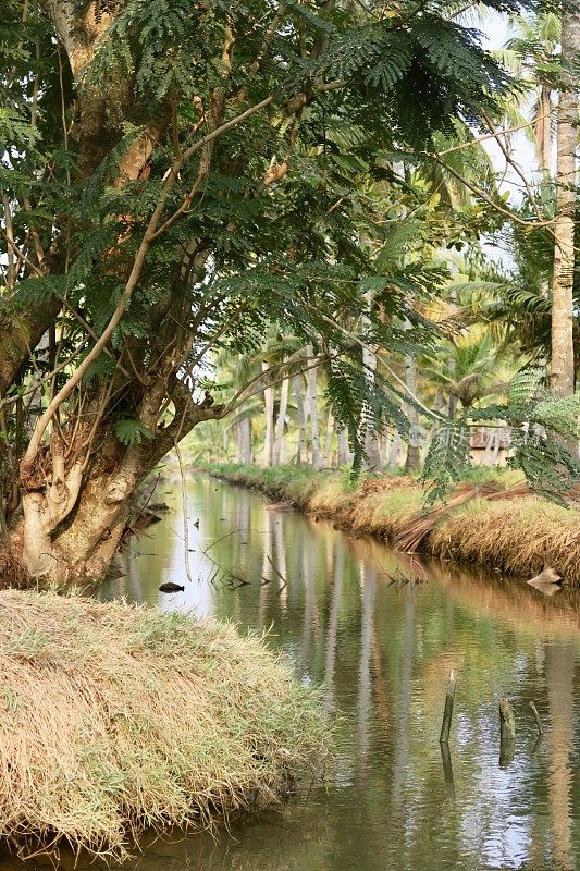 图片喀拉拉邦回水，印度，咸水泻湖，湖泊和运河