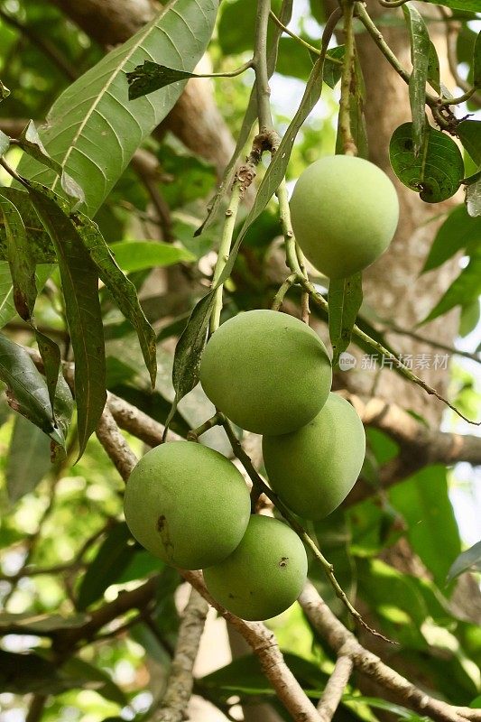 喀拉拉邦回水地区，在蓝色的天空背景下，未成熟的芒果生长在芒果树上