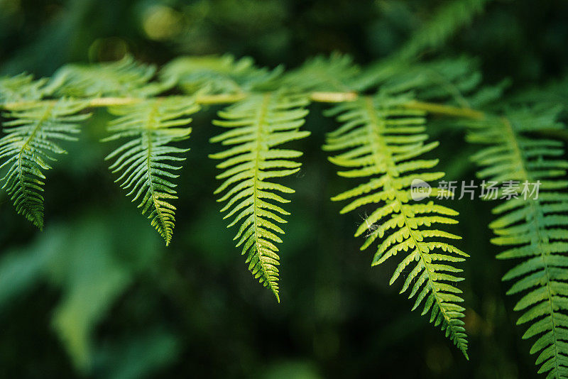 蕨类植物